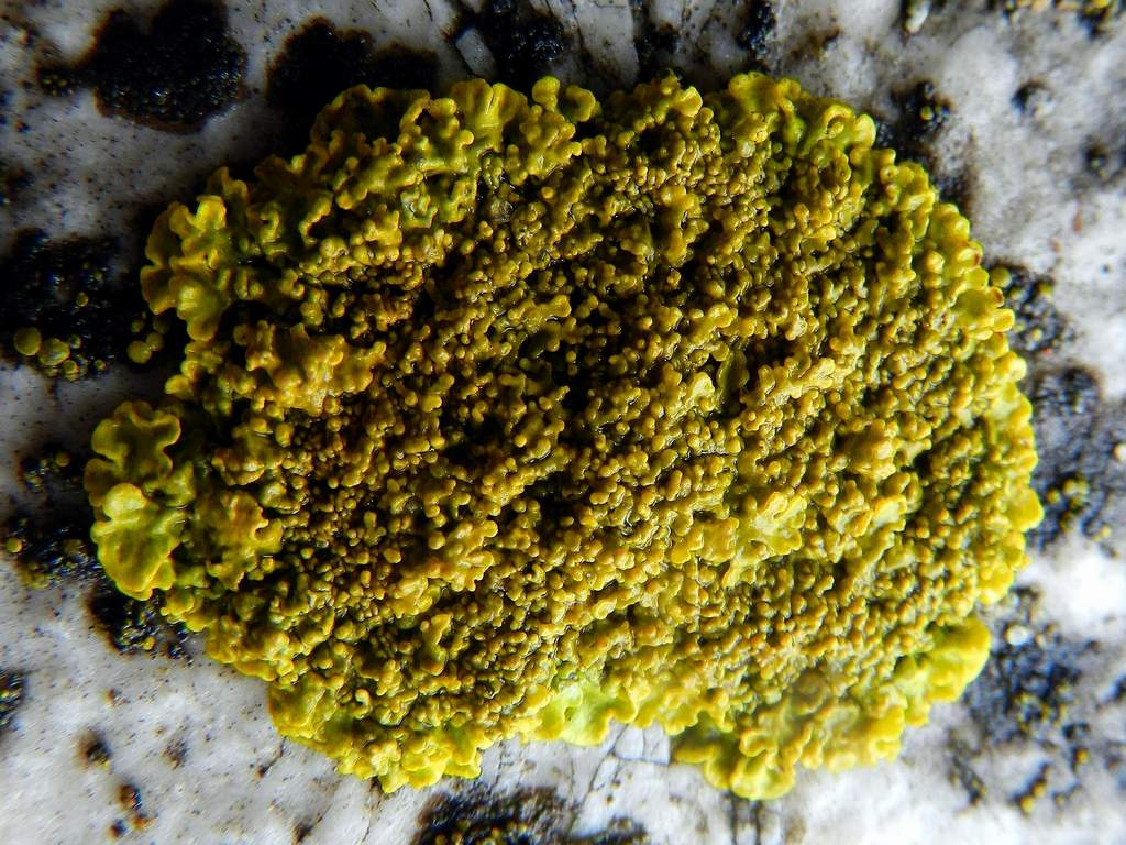 Xanthoria calcicola ?